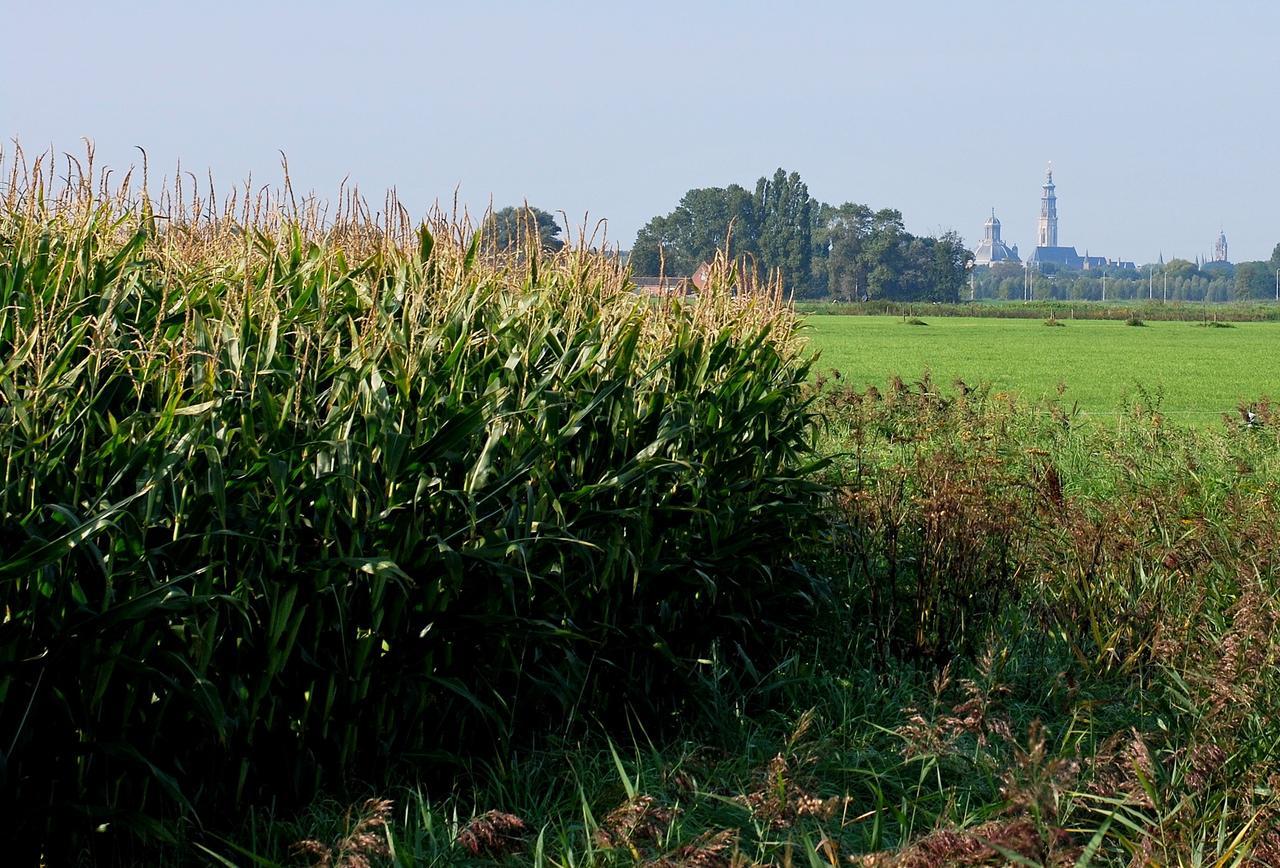 Gastenverblijven Boerderij Het Driespan Μίντελμπουρχ Εξωτερικό φωτογραφία